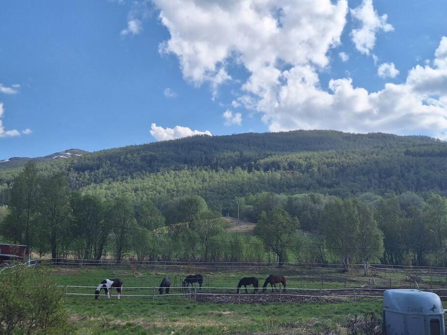 Privat Leilighet Pa Gard Med Badstue Og Nordlys Нарвік Екстер'єр фото