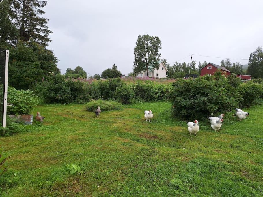 Privat Leilighet Pa Gard Med Badstue Og Nordlys Нарвік Екстер'єр фото