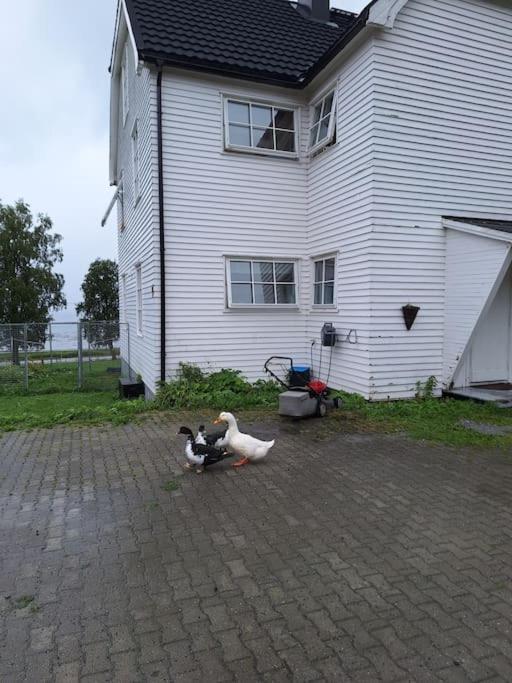 Privat Leilighet Pa Gard Med Badstue Og Nordlys Нарвік Екстер'єр фото